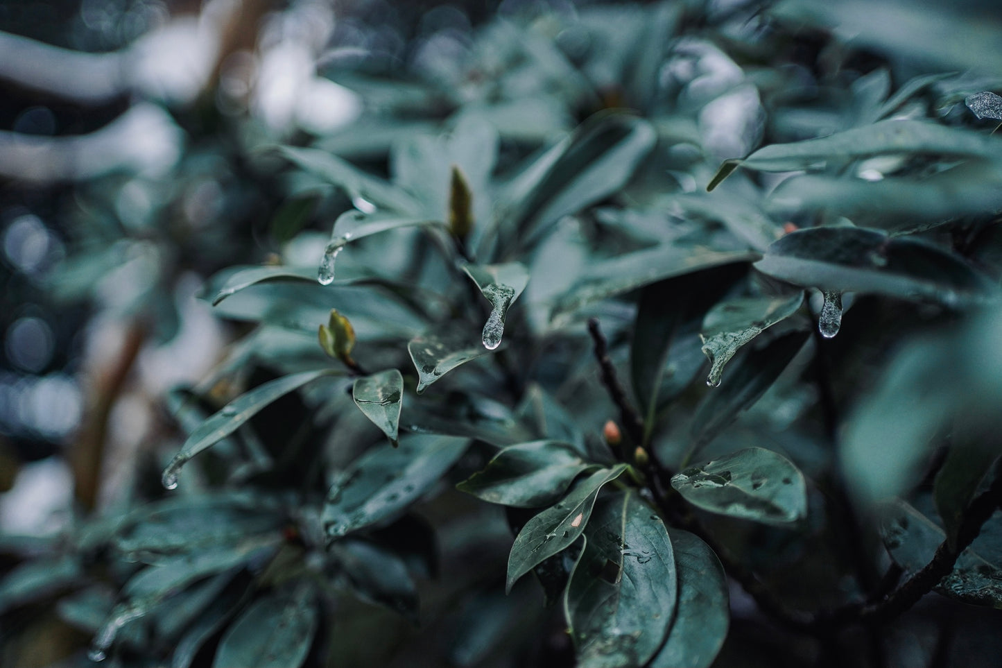 Li Shan High-Mountain Tea (winter harvest) 梨山高山茶（冬片）