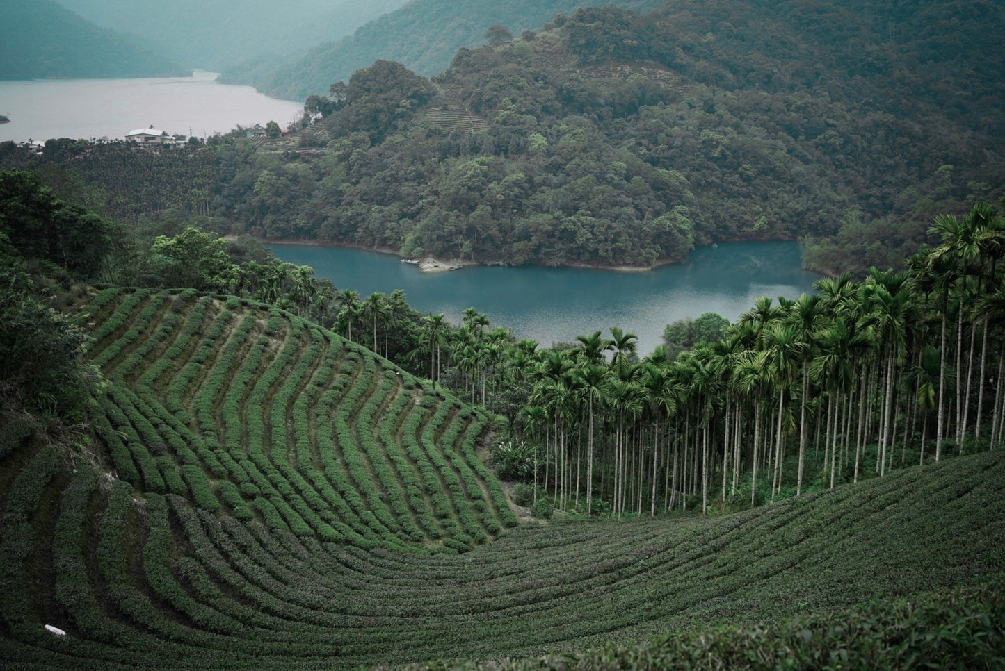 Wenshan Pouchong 文山包種茶