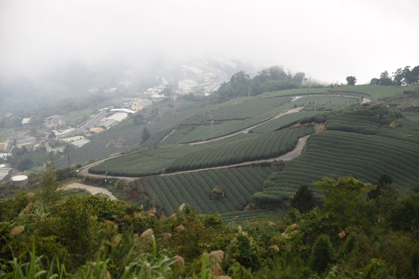 Li Shan High-Mountain Tea 梨山高山茶